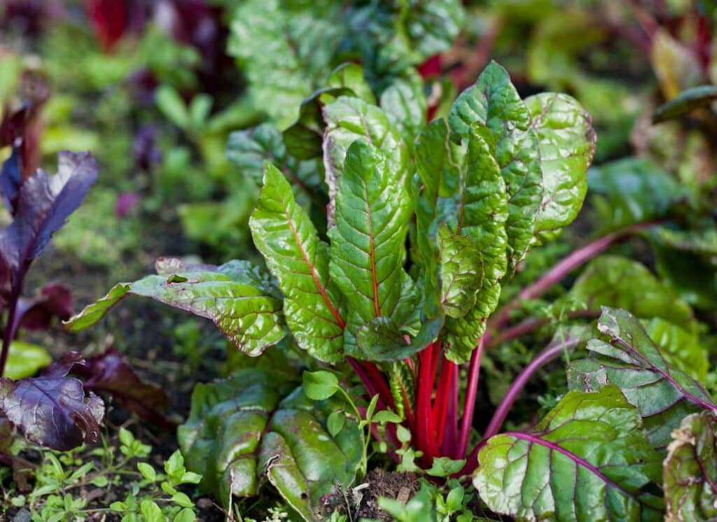 Can Beetroot Leaves Be Eaten? - Eat Your Beets
