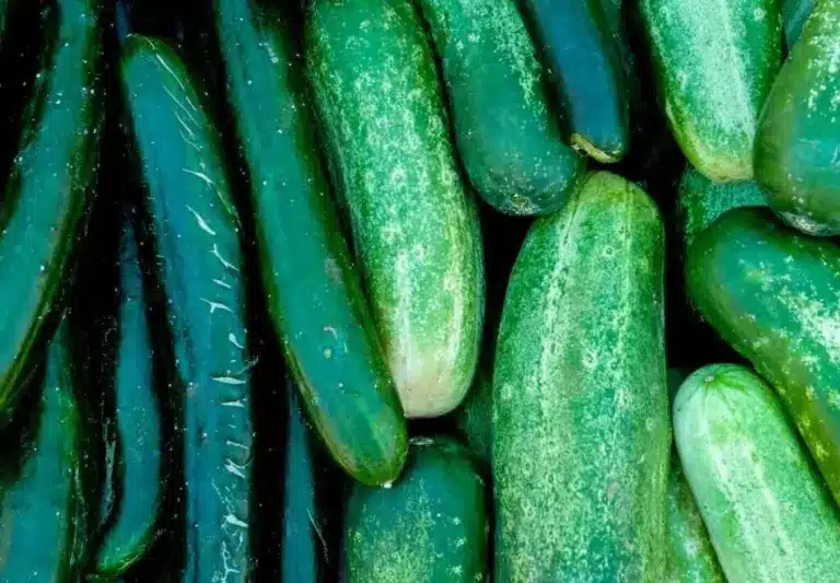 Is Cucumber a Fruit?