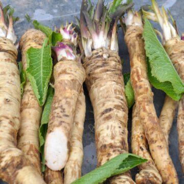 raw horse radishes.