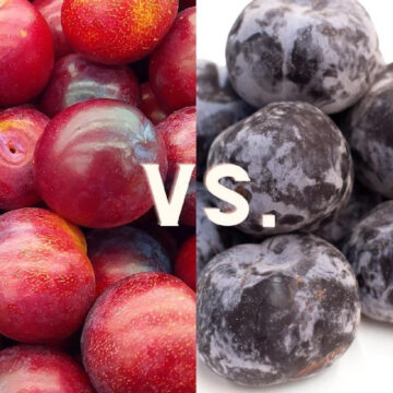A comparison guide about red plums and black plums.