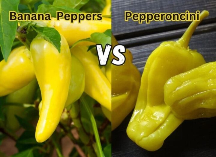 Difference Between Pepperoncini And Banana Pepper Rings