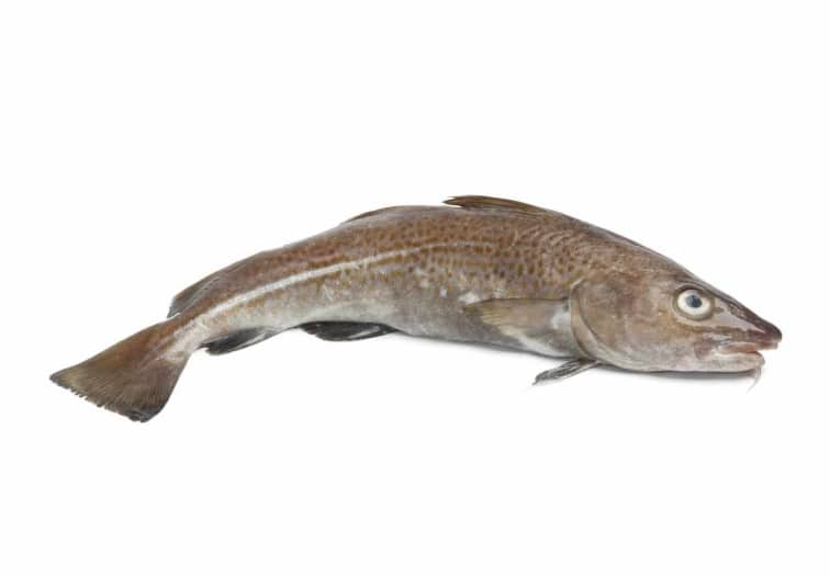 Cod Fish