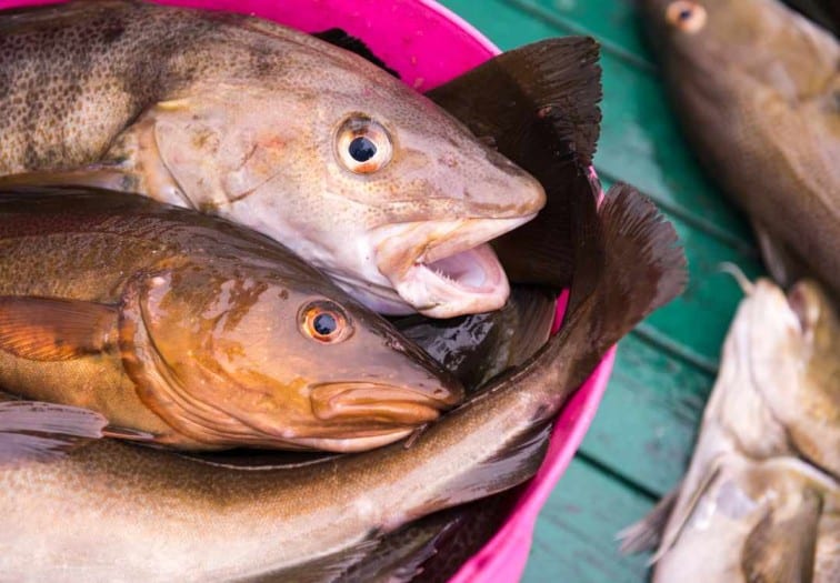 haddock vs cod