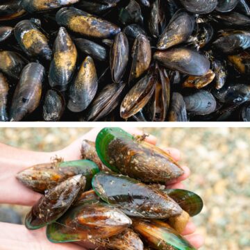 Green and black mussels.