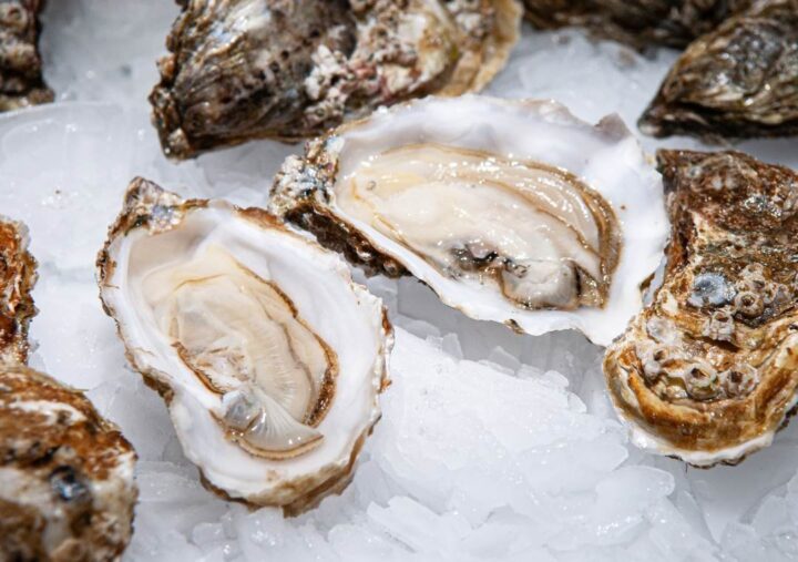 Beautiful Can You Freeze Fresh Oysters Wallpaper Concept Beautiful Can You Freeze Fresh Oysters Wallpaper Concept
